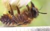 Megachile willughbiella
